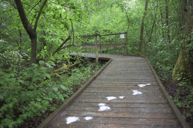 Auf dem Erlebnispfad kann dank der Informationstafeln und den spielerischen Übungen so einiges zur Flora und Fauna des Thurauengebiets gelernt werden.